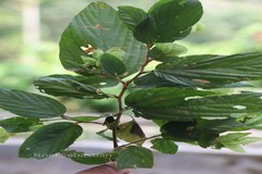 Flemingia strobilifera